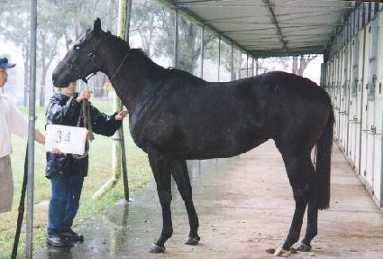 ���������� ����