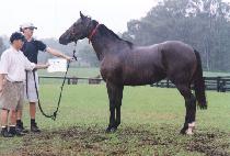 �̻���ī (MISHAWAKA) ����