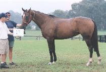 ǲ�� (FOOTHILL) ����