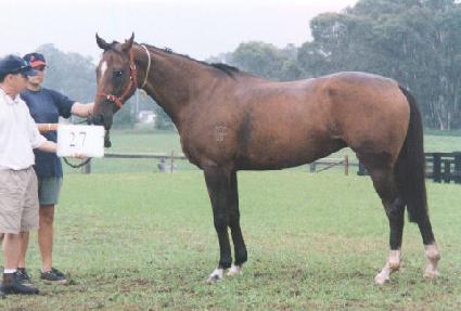 ǲ�� ����