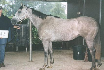 �Ǵ������� ����