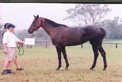 ���̳ʾ��� ����