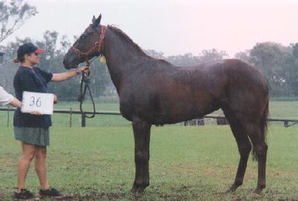 ������ ����