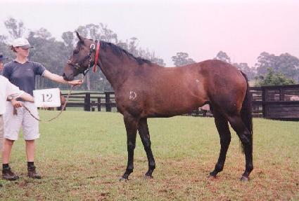 �÷��κ��� ����