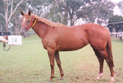 ���̿÷������� ����