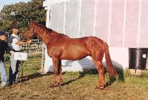 ����� (SERAMI) ����