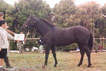 ��ǳ��� (KIP��UNGDANGDANG) ����