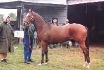 �ȴ� (ANDA) ����