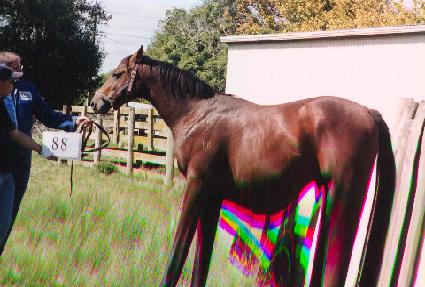 ���ȴ�� ����