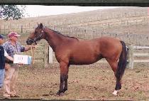 ��õ��� (INCH��EON SANGNYUK) ����