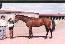 ���Ͷ��� (CENTRELINE) ����