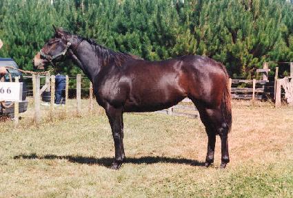 ��Ĺ�� ����