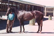 �ٳ������� (DONNA MARIA) ����