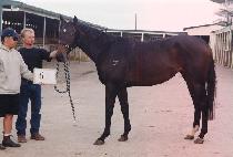 �� (PIGAK) ����