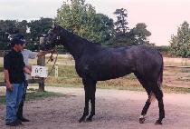 ������ (PONGSUDAE) ����