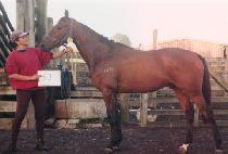 ������ (P��ALP��ALHAN) ����