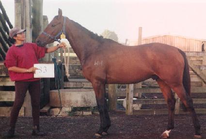 ������ ����