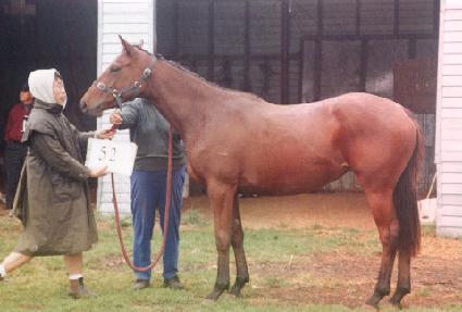 ȣ���� ����