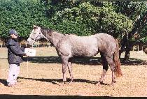 ���緹�̴� (BLUE RAIDER) ����