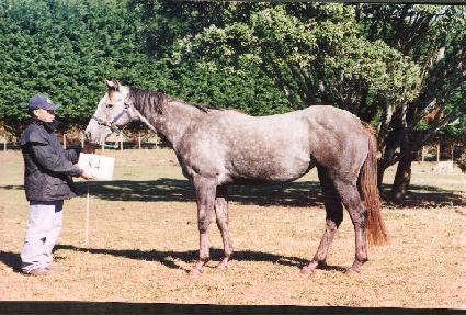 ���緹�̴� ����