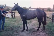 ���ֱ׷��� (CHARMING GREY) ����