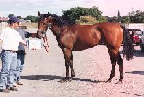 �����õ�� (HIMANG SECHUNNYUN) ����