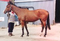 ������ (SANG-WIGEUP) ����