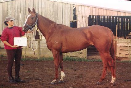 ��Ÿǻ�� ����