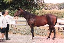 ����Ҹ� (SANSAE SORI) ����