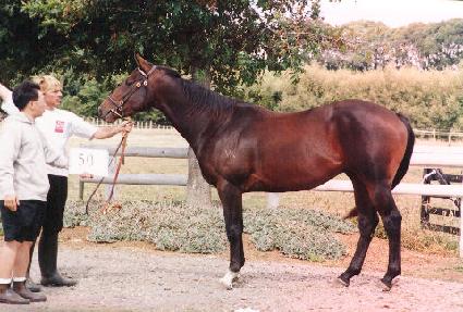 ����Ҹ� ����