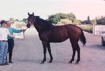 ����̾���� (BRIANNA BAY) ����