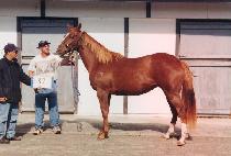 �ϴ��� (HANEULT��EO) ����