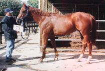 Ⱦ��� (HOENGJAESU) ����