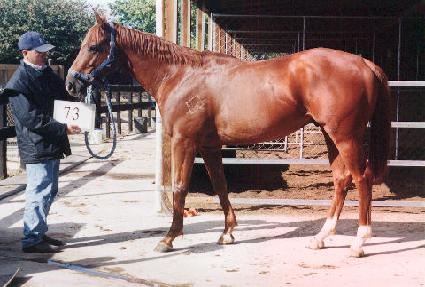 Ⱦ��� ����