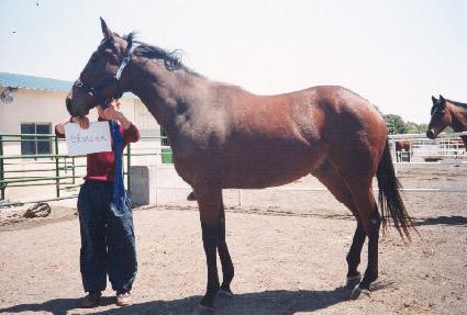 ��Һ���Ʈ ����