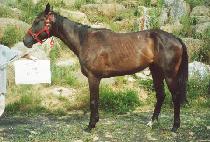 �������� (ZEPLIN ZU) ����