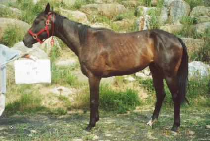 �������� ����