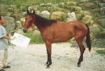 ������� (BLOOMINTON) ����