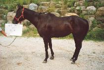 ������ī��Ƽ�� (DAZEE��S COUNTES) ����