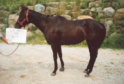 ������ī��Ƽ�� ����