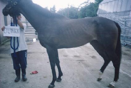 ��Ʈ�� ����