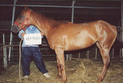 �ٿ�īī�� ����