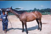 �극�̽��� (BRACELET) ����