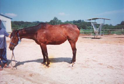 �̱��Ƽ� ����