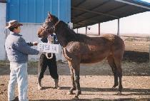 ���̵帲 (BUY DREAM) ����