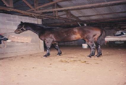 �����Ǹ�ǰ ����