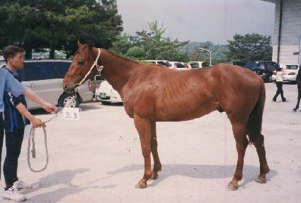 ������ ����