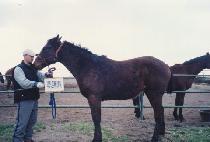 ���߽ô� (GAYA SIDAE) ����