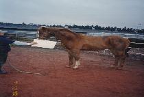 ŷ�� (KING DOLL) ����