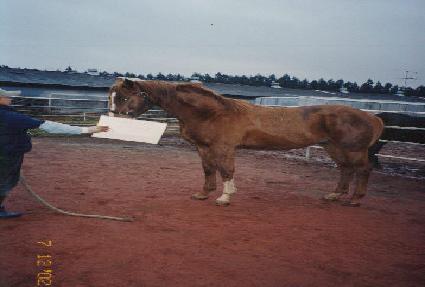 ŷ�� ����